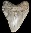 Bargain Megalodon Tooth - North Carolina #38694-2